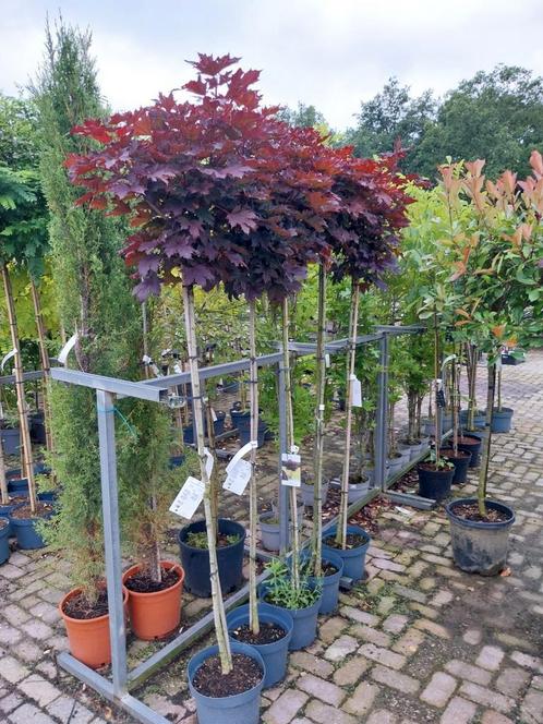 Rode bolesdoorn op stam, acer, Tuin en Terras, Planten | Bomen, Volle zon, Zomer, Ophalen
