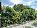 7x magnolia susan (struikvariant), Tuin en Terras, Planten | Tuinplanten, Volle zon, Vaste plant, Zomer, Ophalen