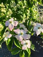 Cornus verschillende soorten en maten, Ophalen, Overige soorten, Minder dan 100 cm