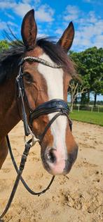 Lieve, betrouwbare merrie Zusje (Hamlet x Lancelot), Dieren en Toebehoren, Paarden, Merrie, Gechipt, 11 jaar of ouder, Recreatiepaard