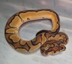Python regius enchi clown 66% het desert ghost man, Dieren en Toebehoren, Reptielen en Amfibieën, Slang