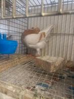 Holle kroppers 5 koppels, Dieren en Toebehoren, Meerdere dieren, Kropper