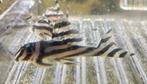 l46 - hypancistrus zebra 5-6 cm, Dieren en Toebehoren, Vissen | Aquariumvissen, Vis, Zoetwatervis