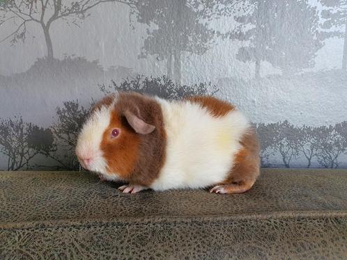 Us Teddy cavia beertje, Dieren en Toebehoren, Knaagdieren, Mannelijk, Cavia, Na 1 juli 2024, Tam