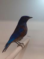 1-1 Sialia mexicana, Dieren en Toebehoren, Vogels | Overige Vogels, Meerdere dieren, Tropenvogel, Geringd