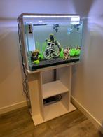 Superfish home 85 aquarium wit, Dieren en Toebehoren, Ophalen, Gebruikt, Gevuld zoetwateraquarium