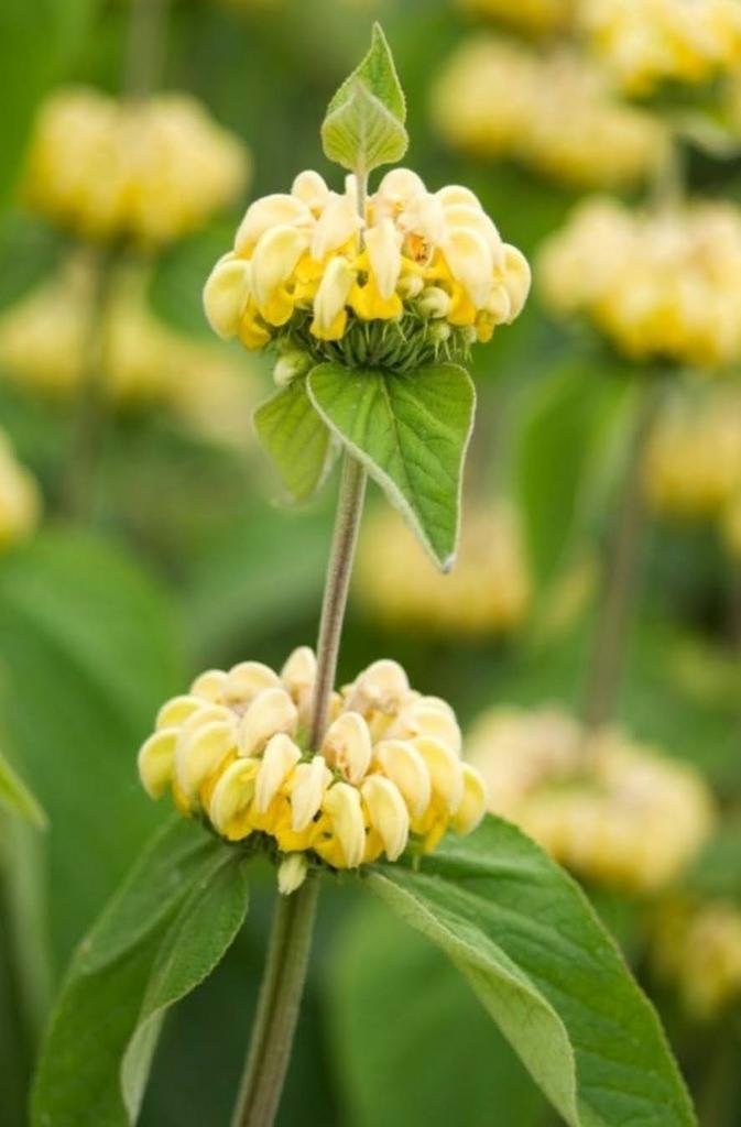 Brandkruid in pot - Prachtige tuinplant!, Tuin en Terras, Planten | Tuinplanten, Vaste plant, Volle zon, Zomer, Ophalen of Verzenden