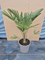 Trachycarpus Wagnerianus palm, Tuin en Terras, Planten | Tuinplanten, Ophalen, Zomer, Overige soorten, Volle zon