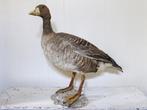 Opgezette grauwe GANS / Taxidermie vogel eend opgezet, Verzamelen, Ophalen, Zo goed als nieuw, Vogel, Opgezet dier