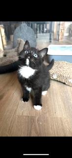 Mooie Brits korthaar kittens met stamboom., Dieren en Toebehoren, Katten en Kittens | Raskatten | Korthaar, Kater, Gechipt