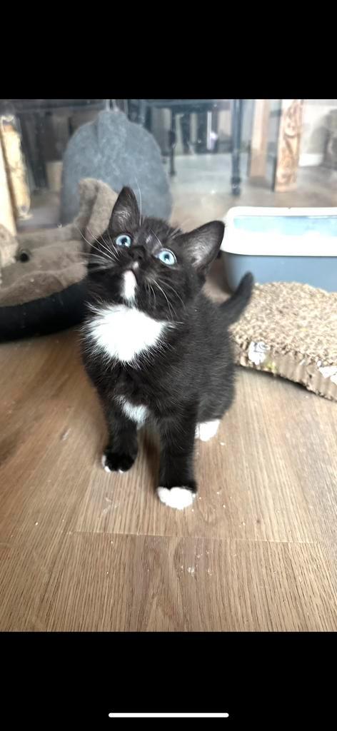 Mooie Brits korthaar kittens met stamboom., Dieren en Toebehoren, Katten en Kittens | Raskatten | Korthaar, Kater, Met stamboom