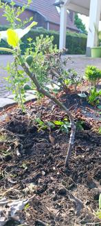 Vijgenboom,, Overige soorten, Lente, Minder dan 100 cm, Ophalen