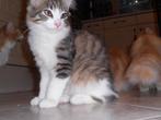 Raszuivere Noorse Boskat kitten heertje zoekt warm thuis, Dieren en Toebehoren, Kater, 0 tot 2 jaar