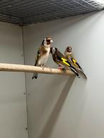 Bloemputters + DNA Certificaten, Dieren en Toebehoren, Vogels | Overige Vogels, Mannelijk