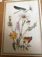 Marius Kolvoort, Ophalen of Verzenden