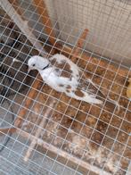 duiven TORTELDUIF   doffer  2024  gerind, Dieren en Toebehoren, Vogels | Duiven, Mannelijk, Kropper