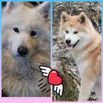 Pups mama is een japase akita x husky papa  samojeed, Dieren en Toebehoren, 8 tot 15 weken, Poolhond, Meerdere, Meerdere dieren