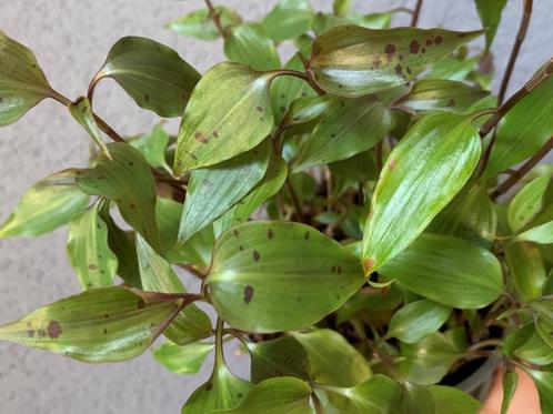 Tinantia Pringlei Forme Claire stekjes, Huis en Inrichting, Kamerplanten, Overige soorten, Minder dan 100 cm, Halfschaduw, Ophalen of Verzenden