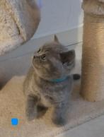 Raszuivere Britse korthaar kittens blue, Meerdere dieren, Ontwormd, 0 tot 2 jaar