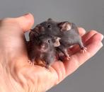 Diverse vrouwtjes muisjes, Dieren en Toebehoren, Muis, December, Vrouwelijk, Tam