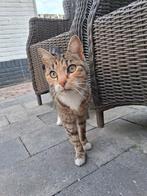 Zara, Europees Korthaar, bruin/grijs/zwart, Poes, Kortharig, 6 jaar of ouder