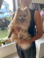 Lieve pomeriaan pup zoekt een nieuwe thuis, Dieren en Toebehoren, Keeshond, 15 weken tot 1 jaar, Reu, CDV (hondenziekte)