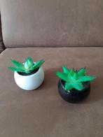 *TUINLAND CACTUS IN POT 2 VOOR 3,50*, Ophalen, Zo goed als nieuw, Binnen