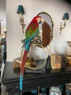Mooie grote oogezette ara papegaai groenvleugel taxidermie, Ophalen of Verzenden, Opgezet dier