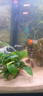 Gezonde en mooie jonge guppys man en vrouw, Vis