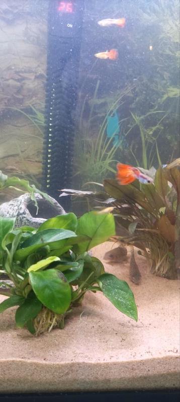 Gezonde en mooie jonge guppys man en vrouw  beschikbaar voor biedingen