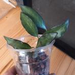 Hoya rosita stek nr 67, Huis en Inrichting, Ophalen of Verzenden, Overige soorten, Minder dan 100 cm