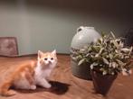 Te koop Half Perzische kitten , poesje, Dieren en Toebehoren, Katten en Kittens | Overige Katten, Poes
