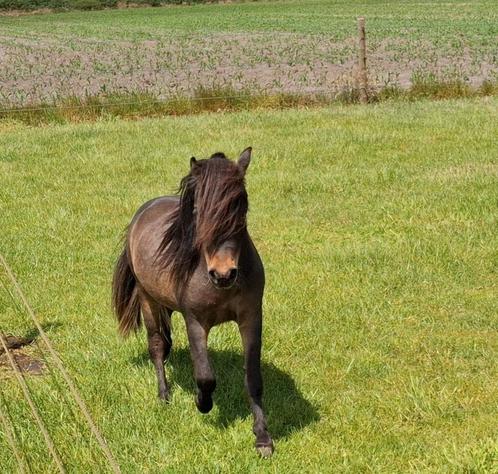 Mooi bruin klein toekomstig dekhengstje 8ocm, Dieren en Toebehoren, Paarden en Pony's | Dekhengsten en Fokmerries, Hengst
