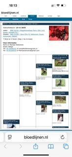 Reu mechelse herder x hollandse herder, België, Fokker | Hobbymatig, Rabiës (hondsdolheid), Reu