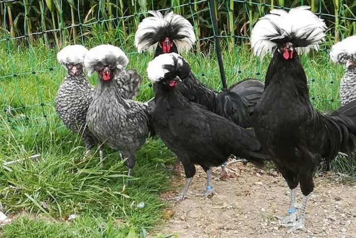 Hollands kuifhoen hennen, Dieren en Toebehoren, Pluimvee, Kip, Vrouwelijk