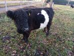 Belted Galloway koe met vaarskalf, Dieren en Toebehoren, Vrouwelijk