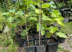 Vijgenboom Italian 258  2 jasr oud 1,5 meter, Ophalen, Minder dan 100 cm, Lente, Volle zon