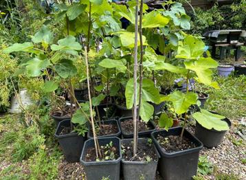 Vijgenboom Italian 258  2 jasr oud 1,5 meter beschikbaar voor biedingen