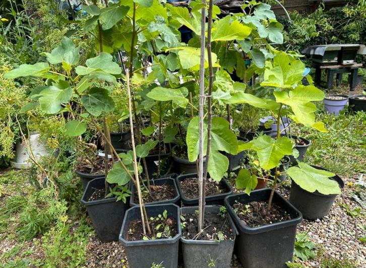 Vijgenboom Italian 258  2 jaar oud 1,5 meter, Tuin en Terras, Planten | Fruitbomen, Vijgenboom, Minder dan 100 cm, Volle zon, Lente