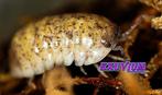 Armadillidium badium Yellow Calico isopods / pissebedden, Dieren en Toebehoren, Overige soorten
