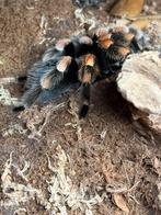 Brachypelma Hamorii volwassen vrouw, Dieren en Toebehoren