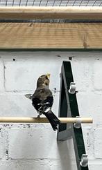 Chinese appelvink, Dieren en Toebehoren, Vogels | Overige Vogels, Mannelijk, Wildzangvogel, Geringd