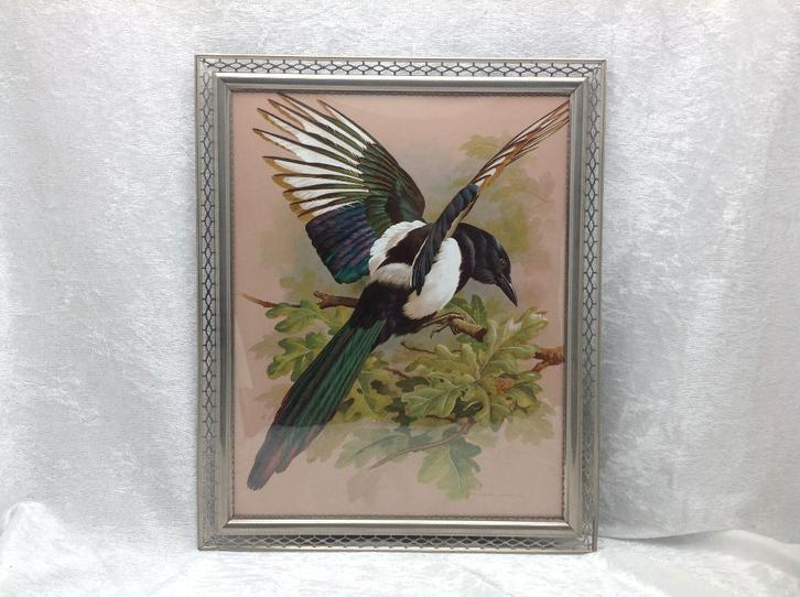 Ekster in vintage grote fotolijst, Huis en Inrichting, Woonaccessoires | Lijsten, Gebruikt, Minder dan 50 cm, Minder dan 50 cm