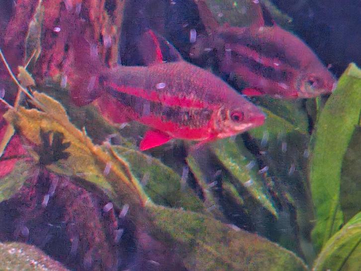 12 distichodus noboli, Dieren en Toebehoren, Vissen | Aquariumvissen, Zoutwatervis, Vis, Schoolvis