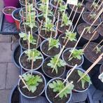 Snoep / trostomaten plantjes te koop voor het goede doel, Tuin en Terras, Ophalen, Volle zon, Groenteplanten, Eenjarig