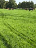 Pensionstalling, Dieren en Toebehoren, Stalling en Weidegang, Weidegang
