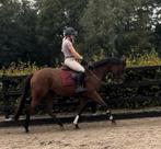 Fijne Brave 5jarige allround merrie, Merrie, B, 160 tot 165 cm, 3 tot 6 jaar