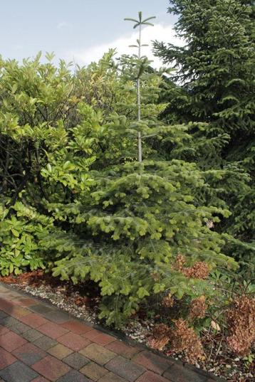 Kertboom ca 3 meter hoog beschikbaar voor biedingen