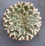 Aeonium Pink Ink, Vetplant, Ophalen of Verzenden, Minder dan 100 cm, Volle zon