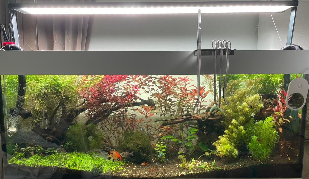 Premium aquarium planten bundel – rode blikvangers – €10, Ophalen of Verzenden, Nieuw, Plant(en), Steen of Hout